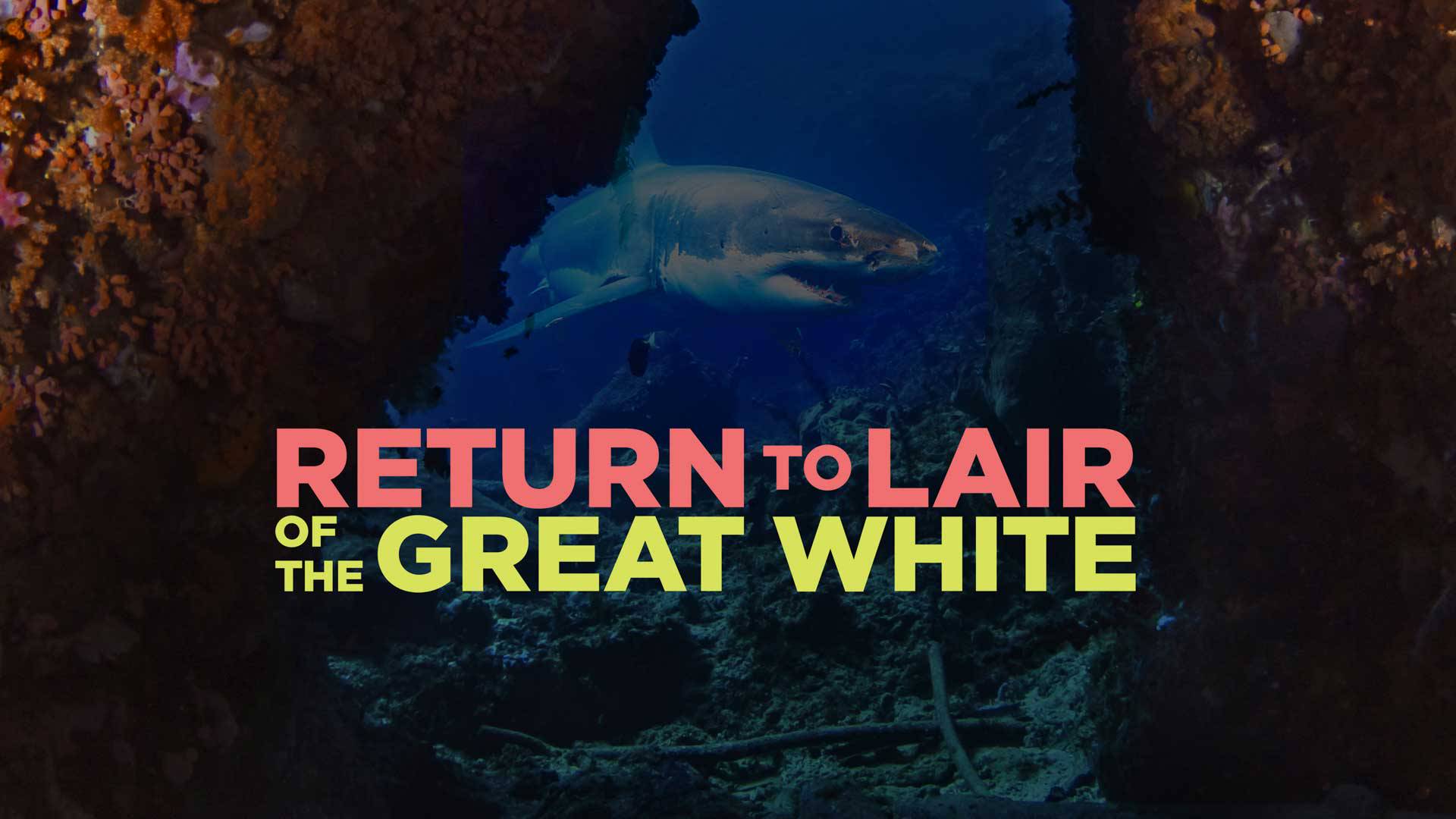 Watch Return To Lair Of The Great White Online | Available in HD on OSN+