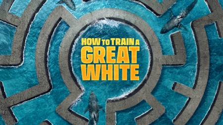 How To Train A Great White