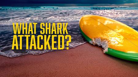 What Shark Attacked