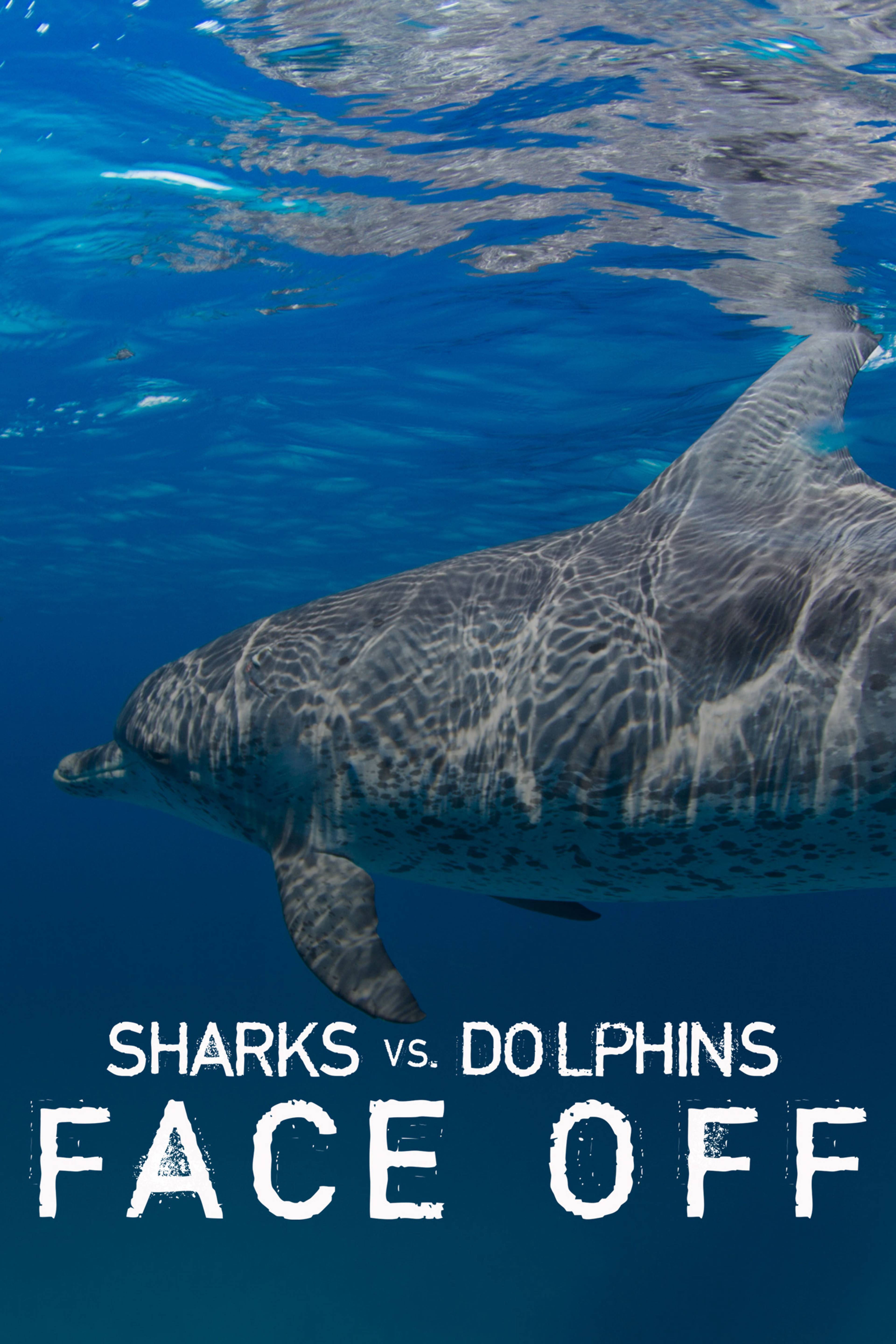 Sharks Vs Dolphins: Face Off