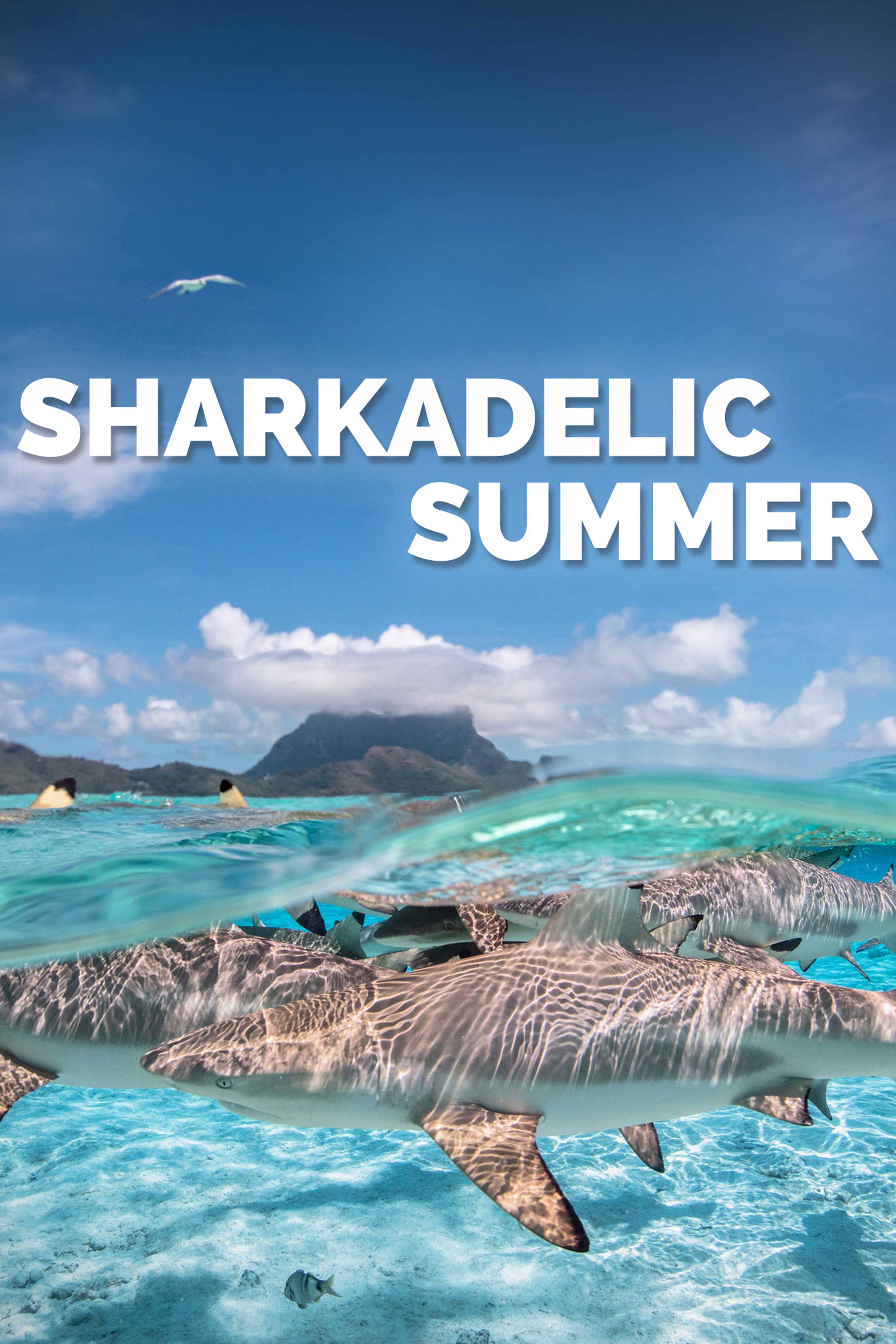 Sharkadelic Summer