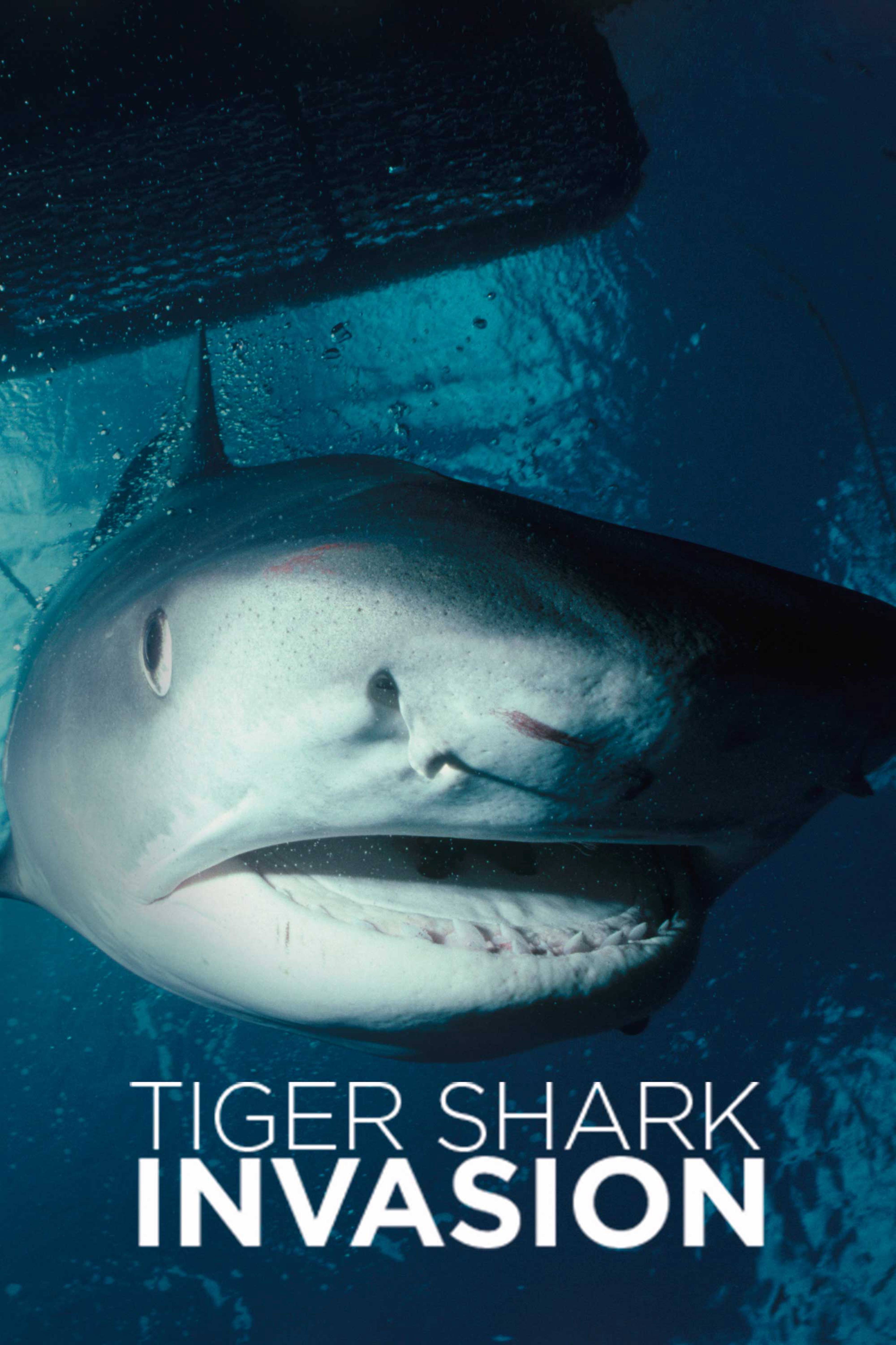 Tiger Shark Invasion