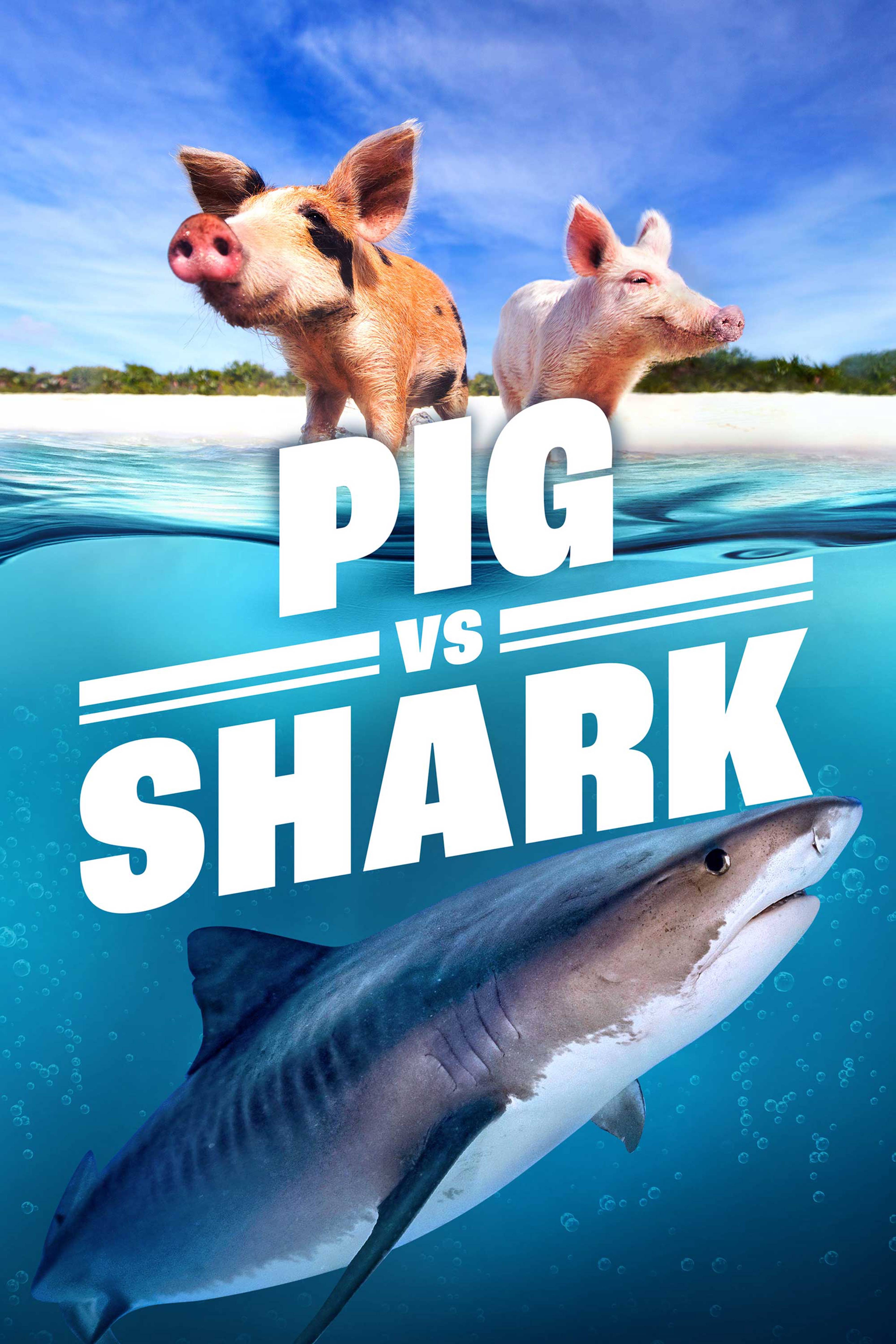 Pig Vs. Shark