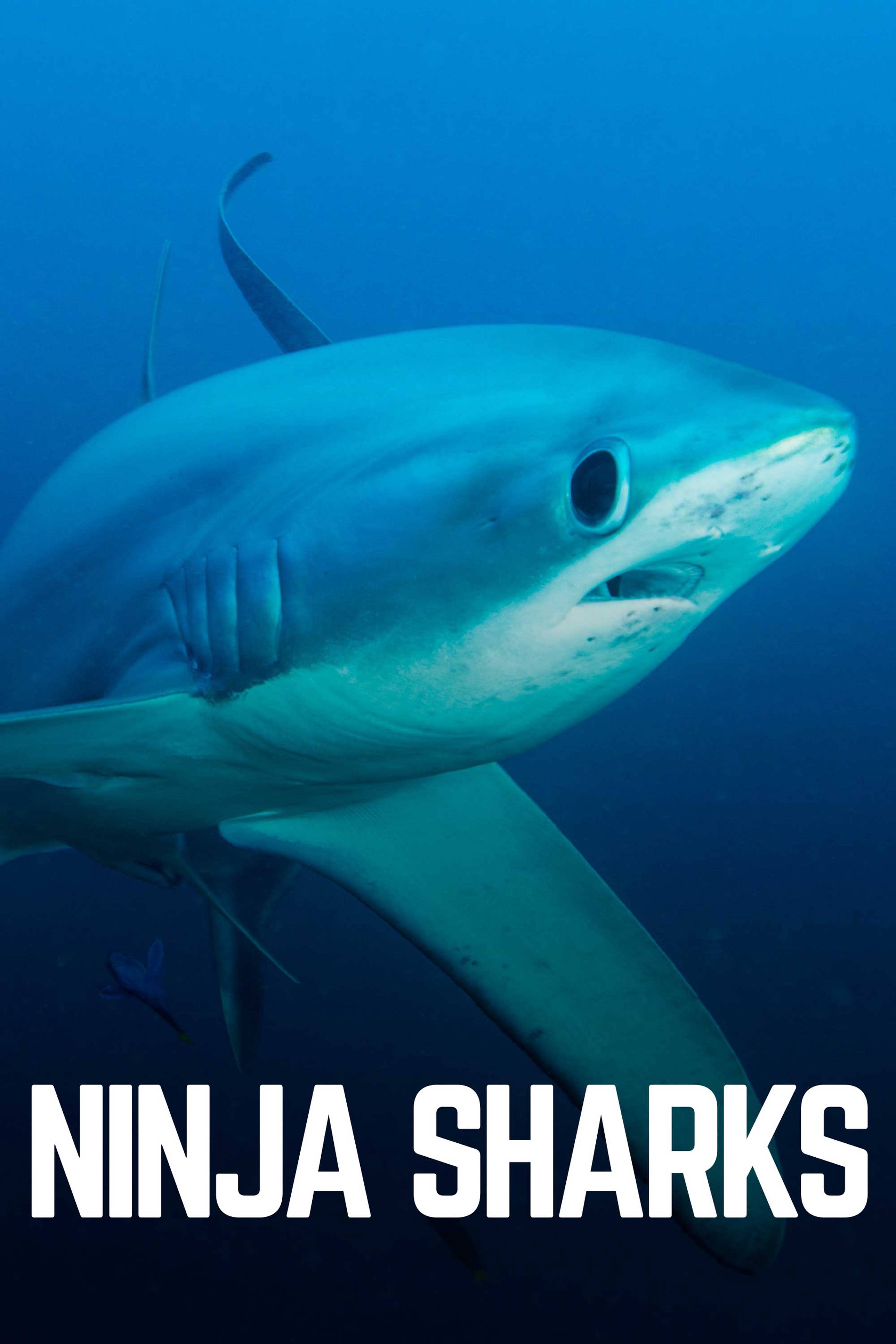 Ninja Sharks