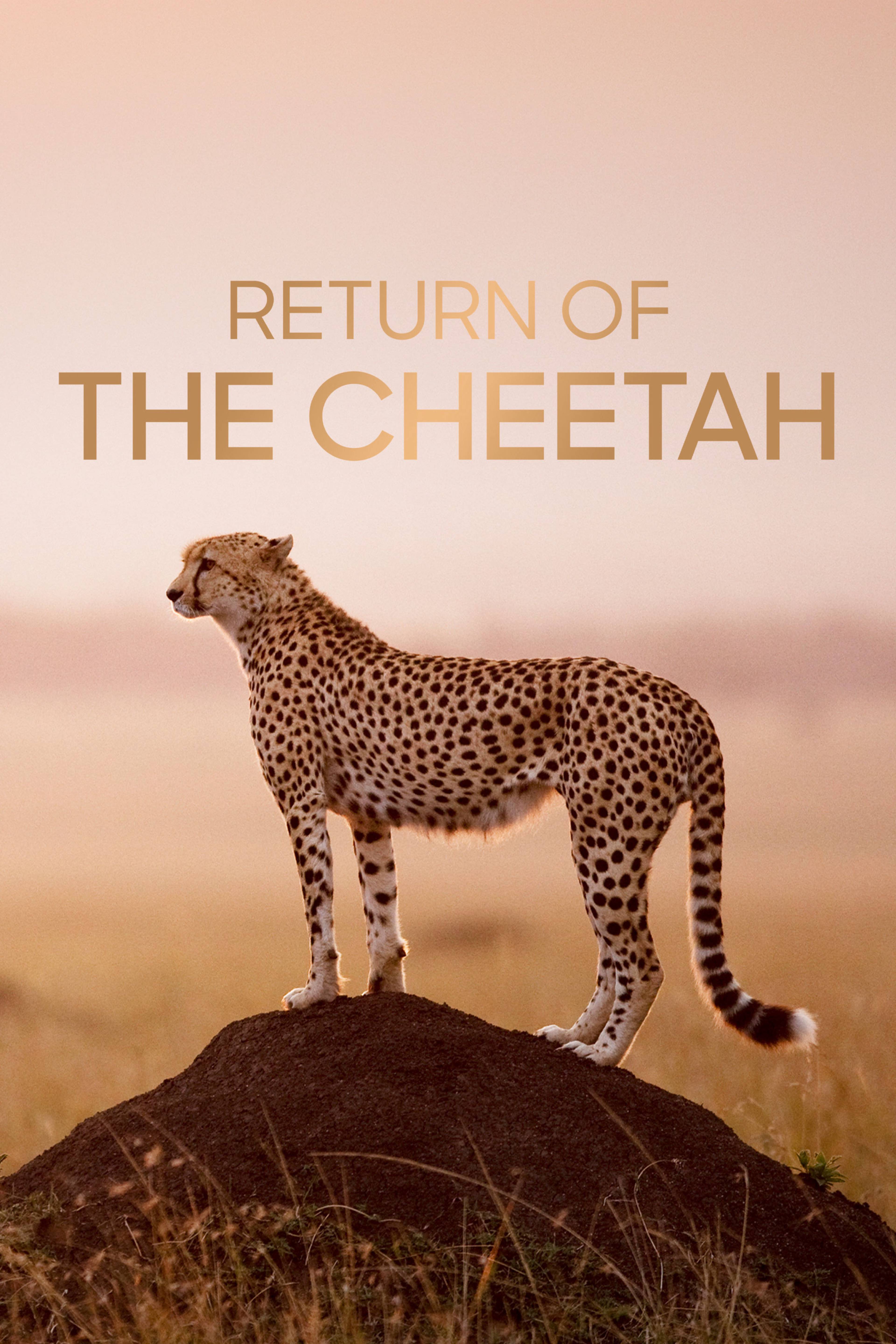 Return of the Cheetah: Horn of Africa