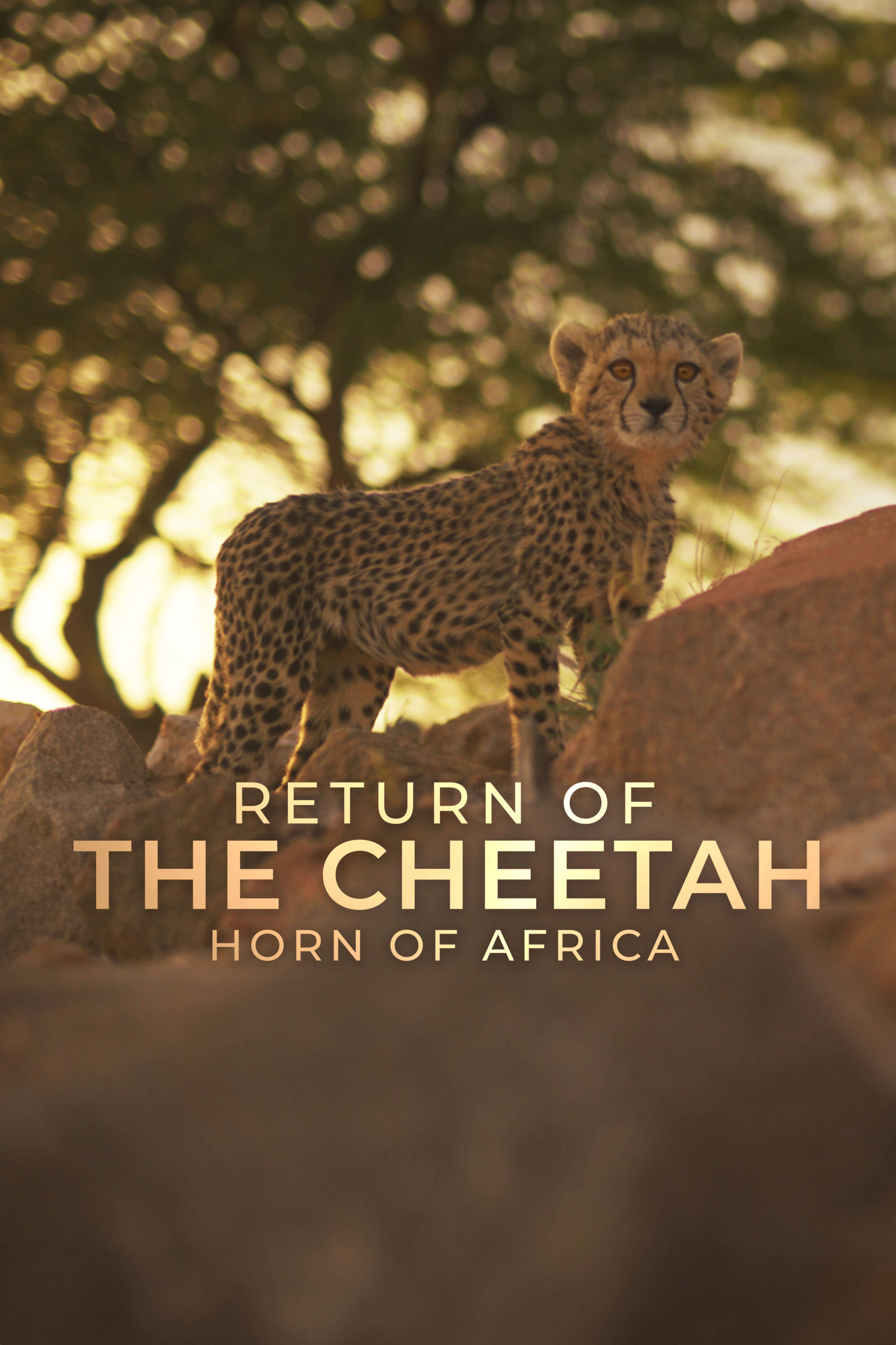 Return of the Cheetah: Horn of Africa