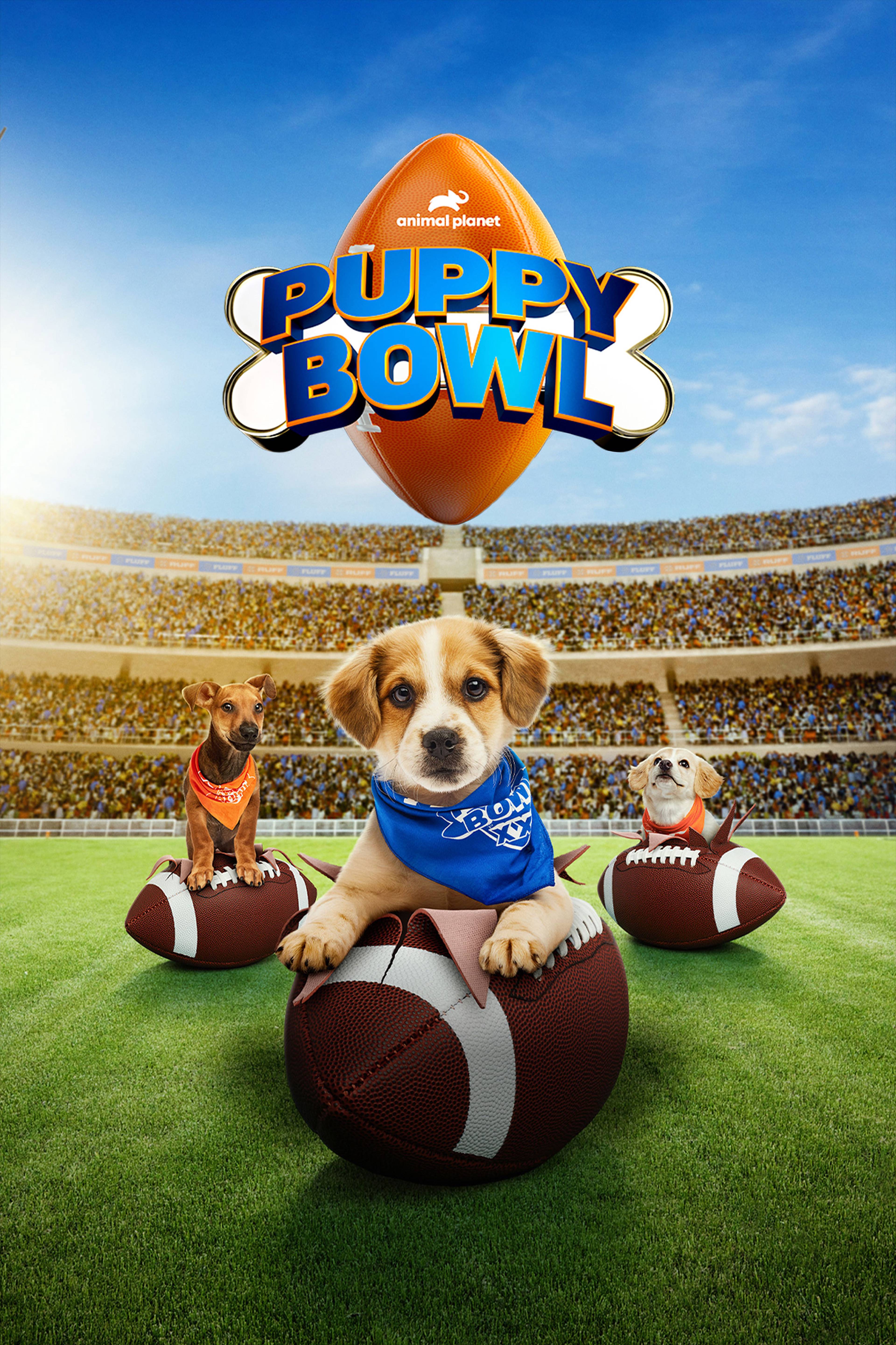 بوبي بول XXII