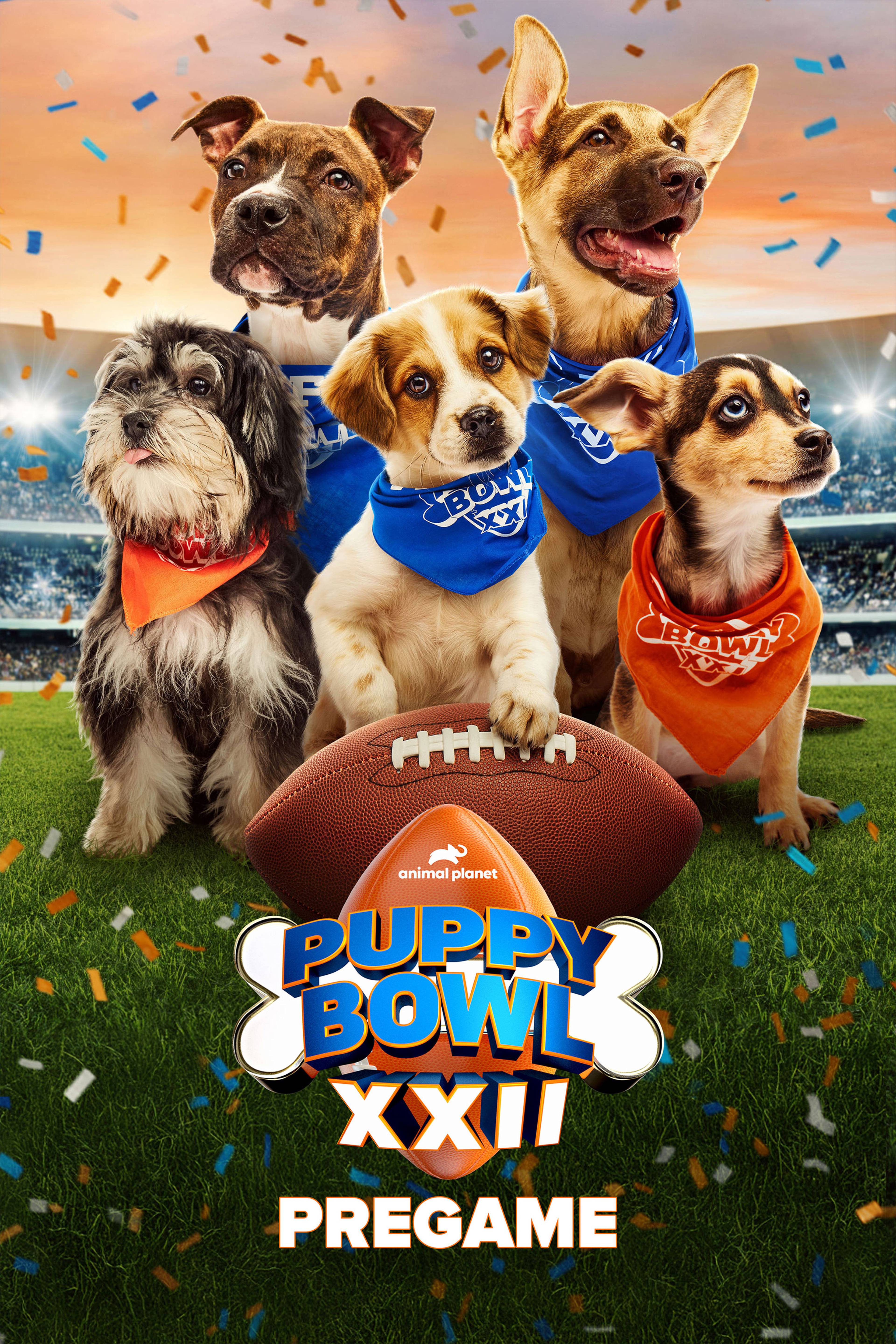 بابي بول XXII  بريجم