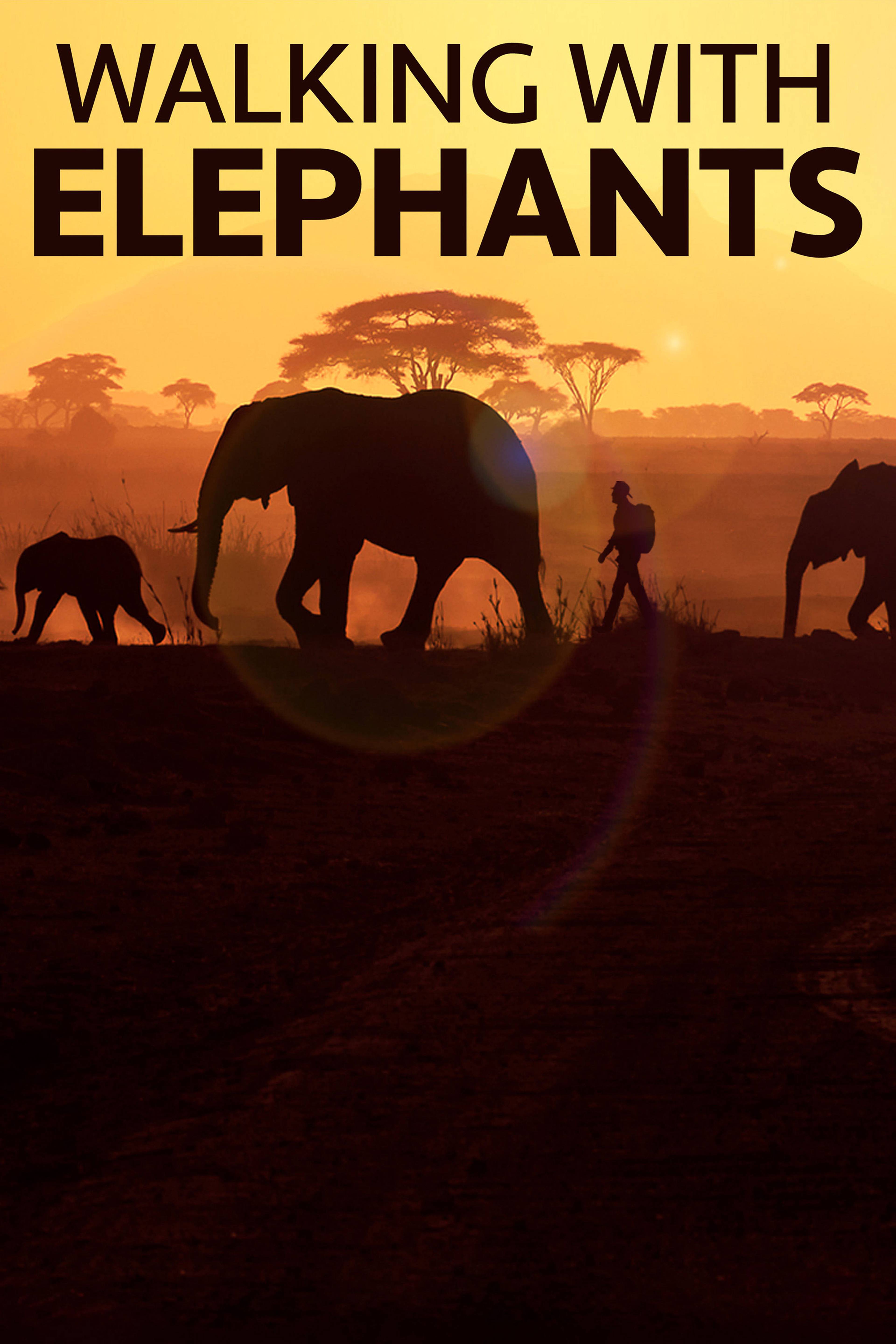 Walking With Elephants