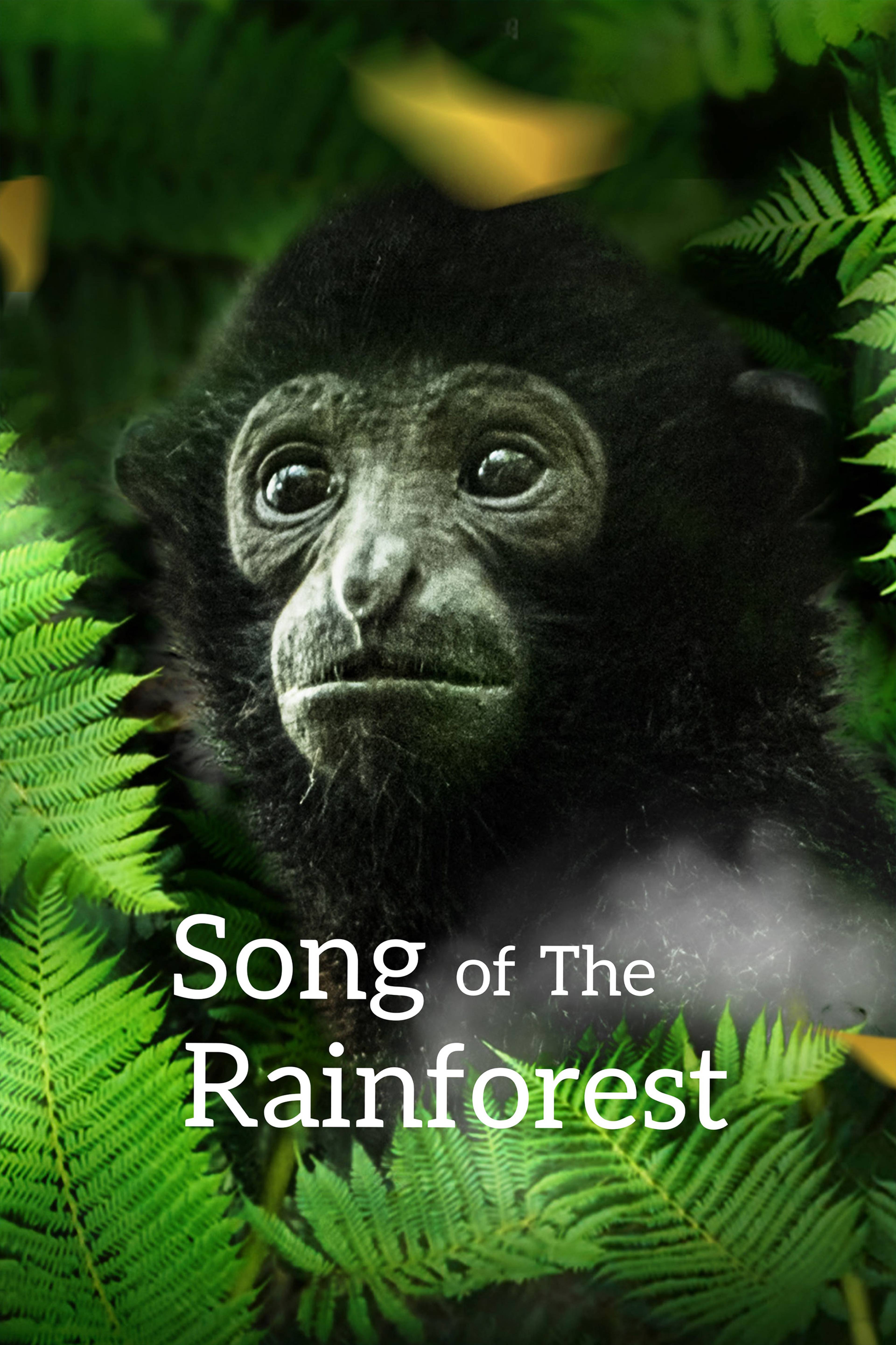 Song Of The Rainforest