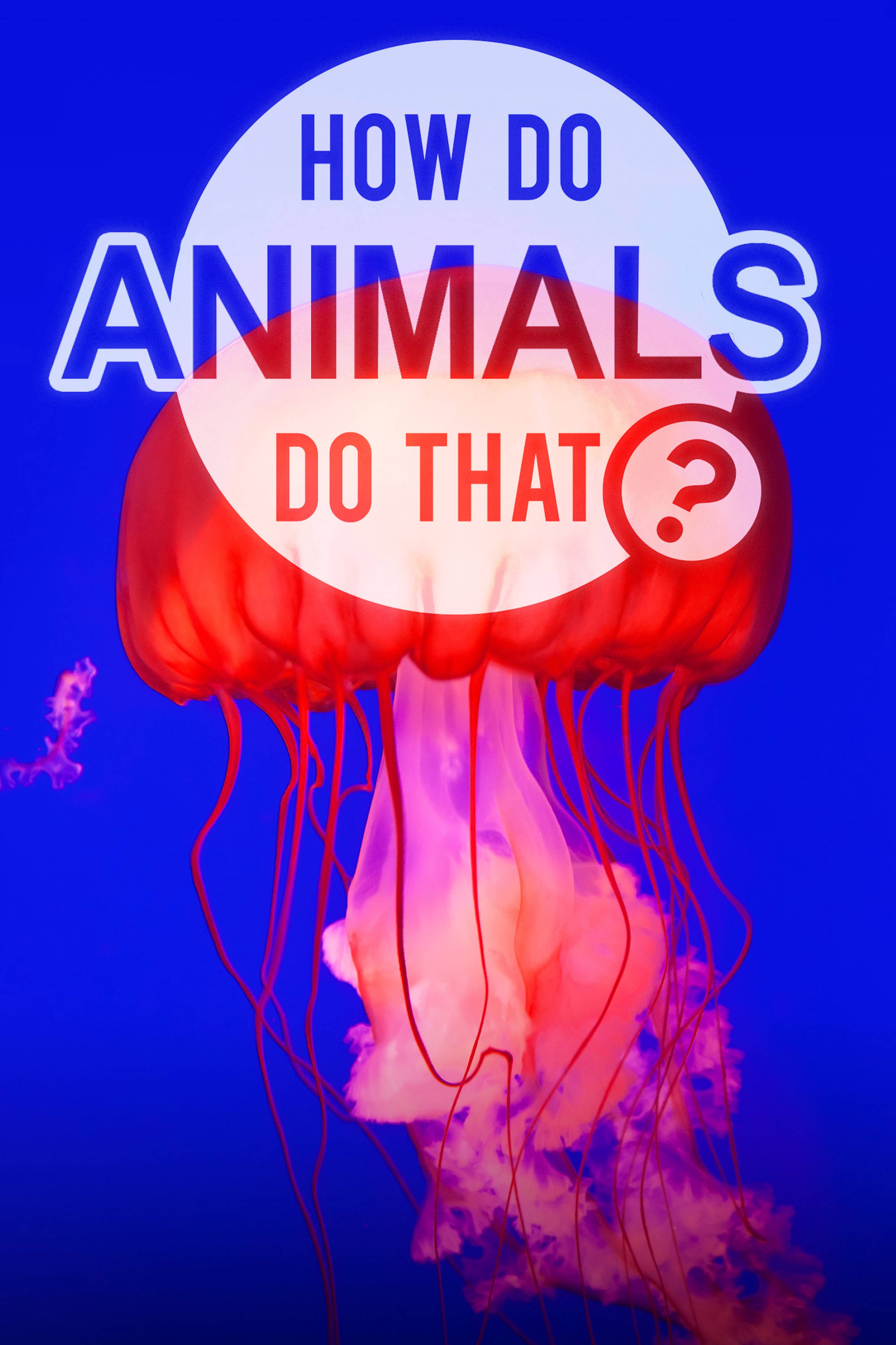 How Do Animals Do That?