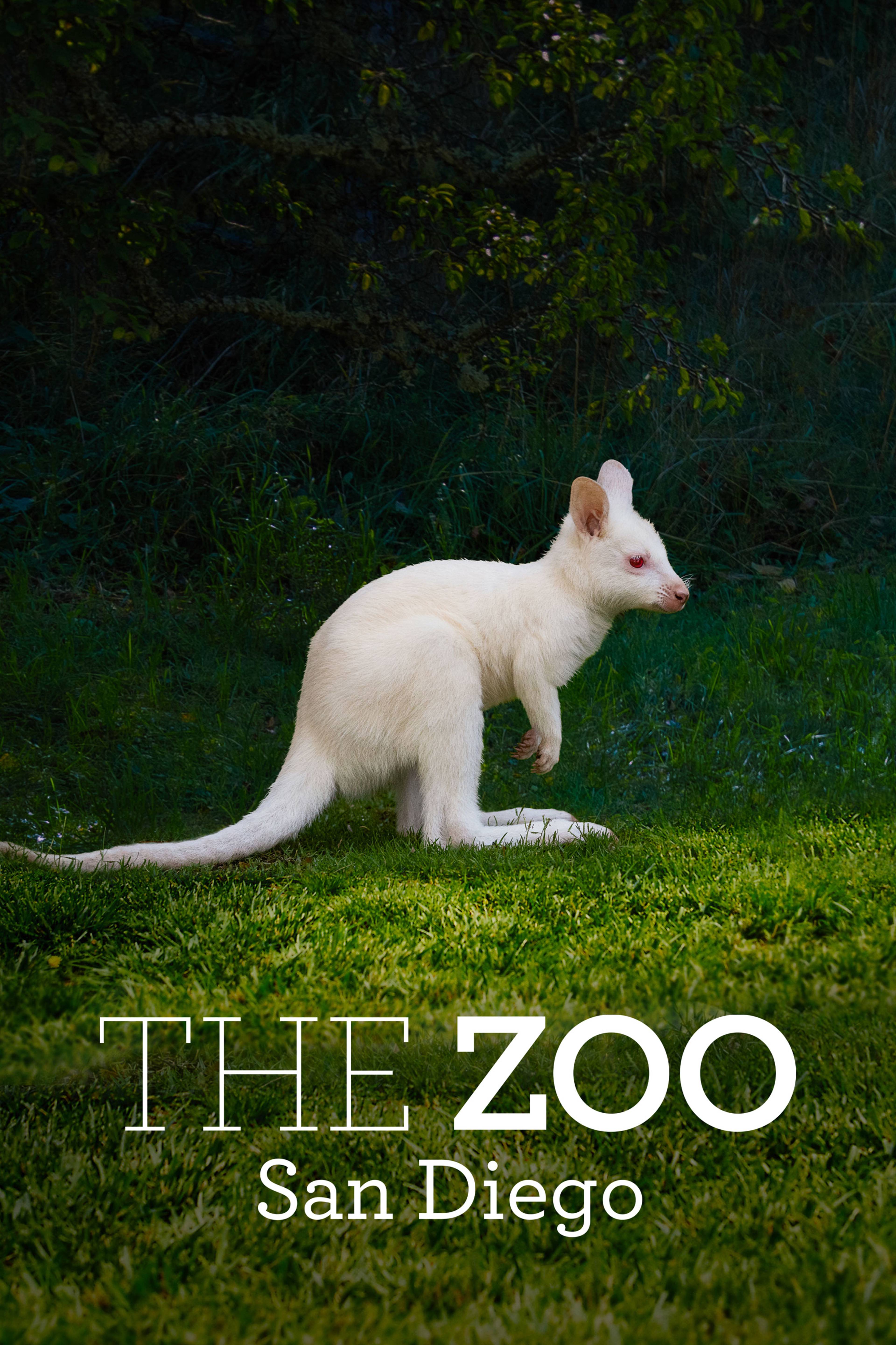 The Zoo: San Diego