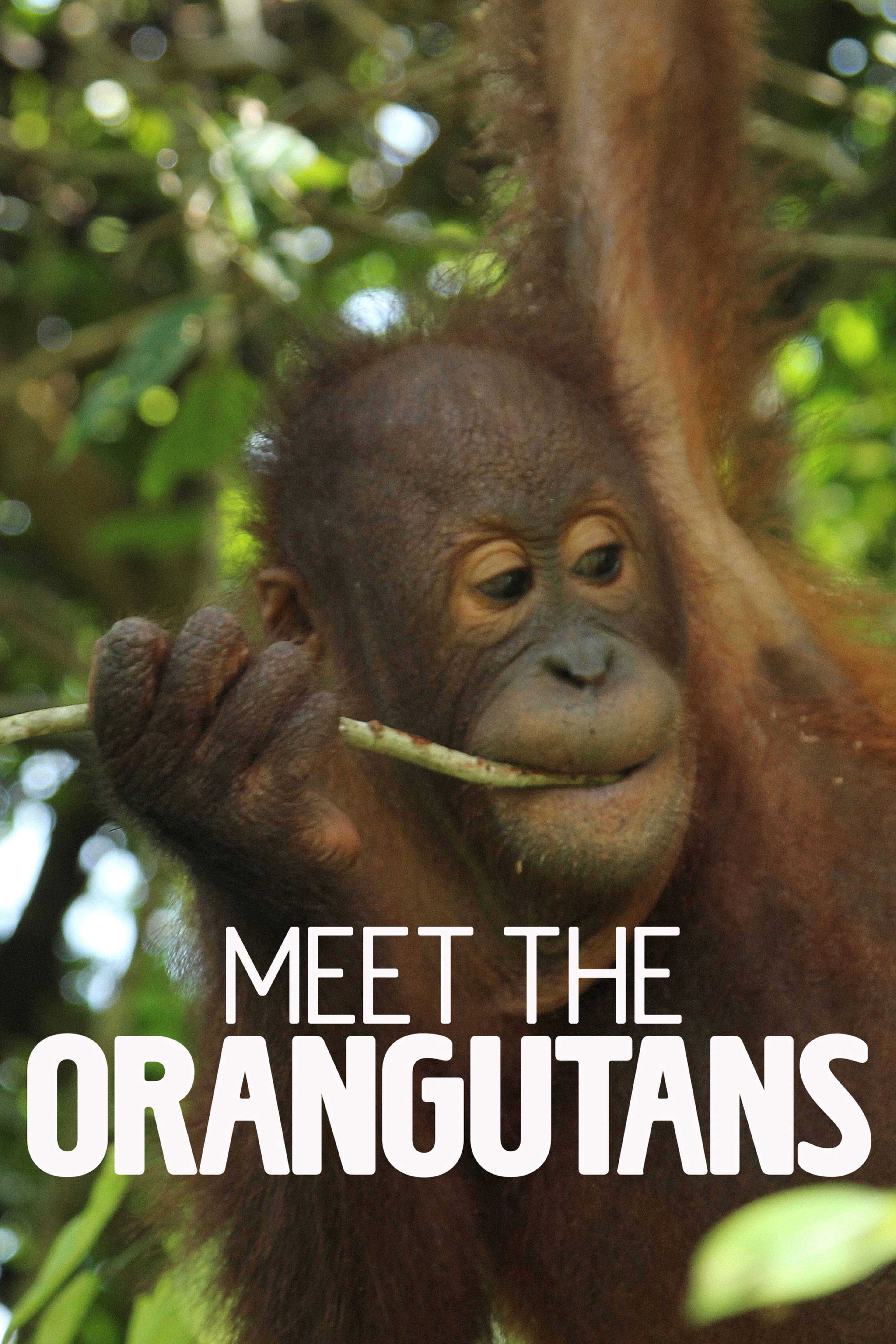 Meet The Orangutans
