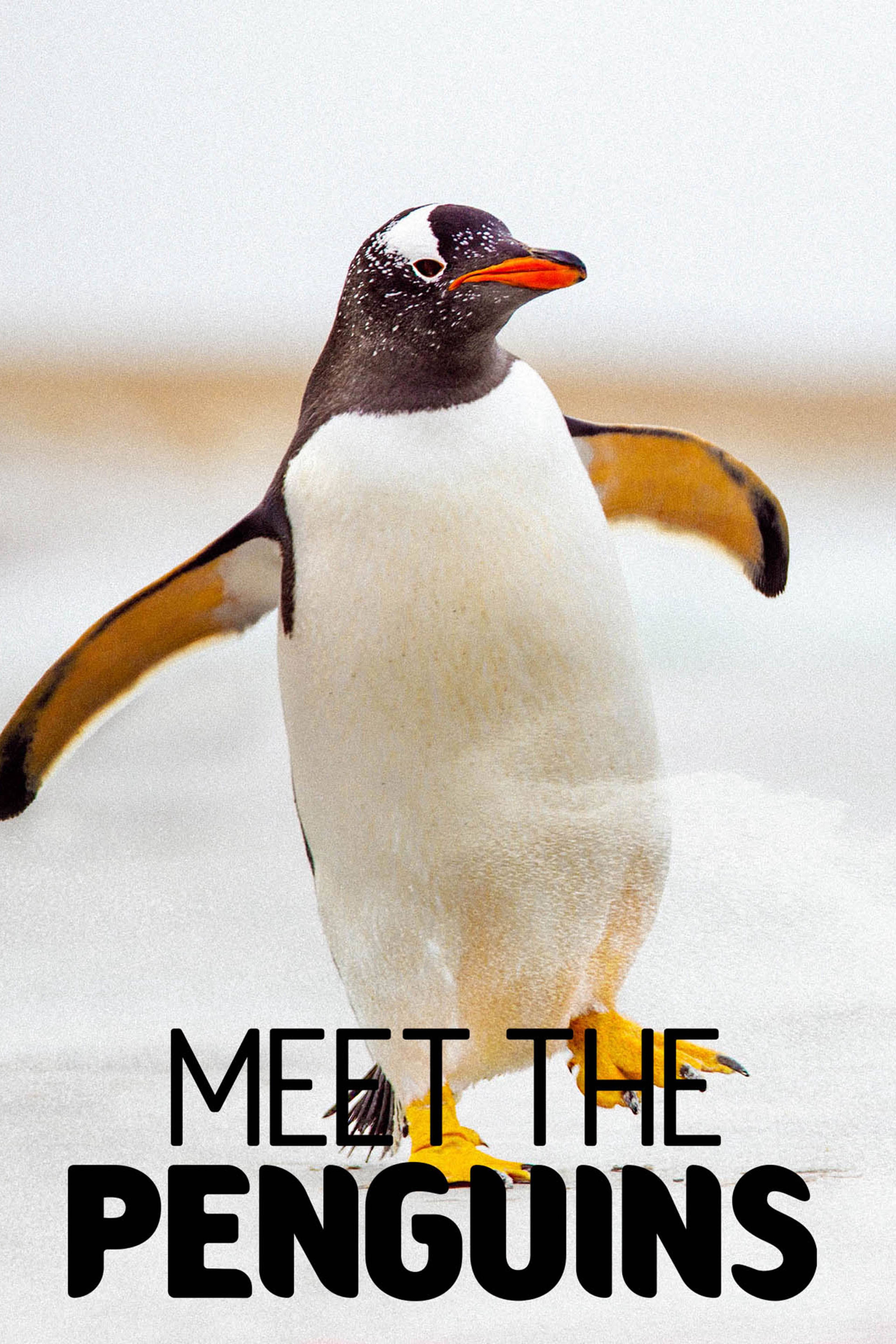 Meet The Penguins