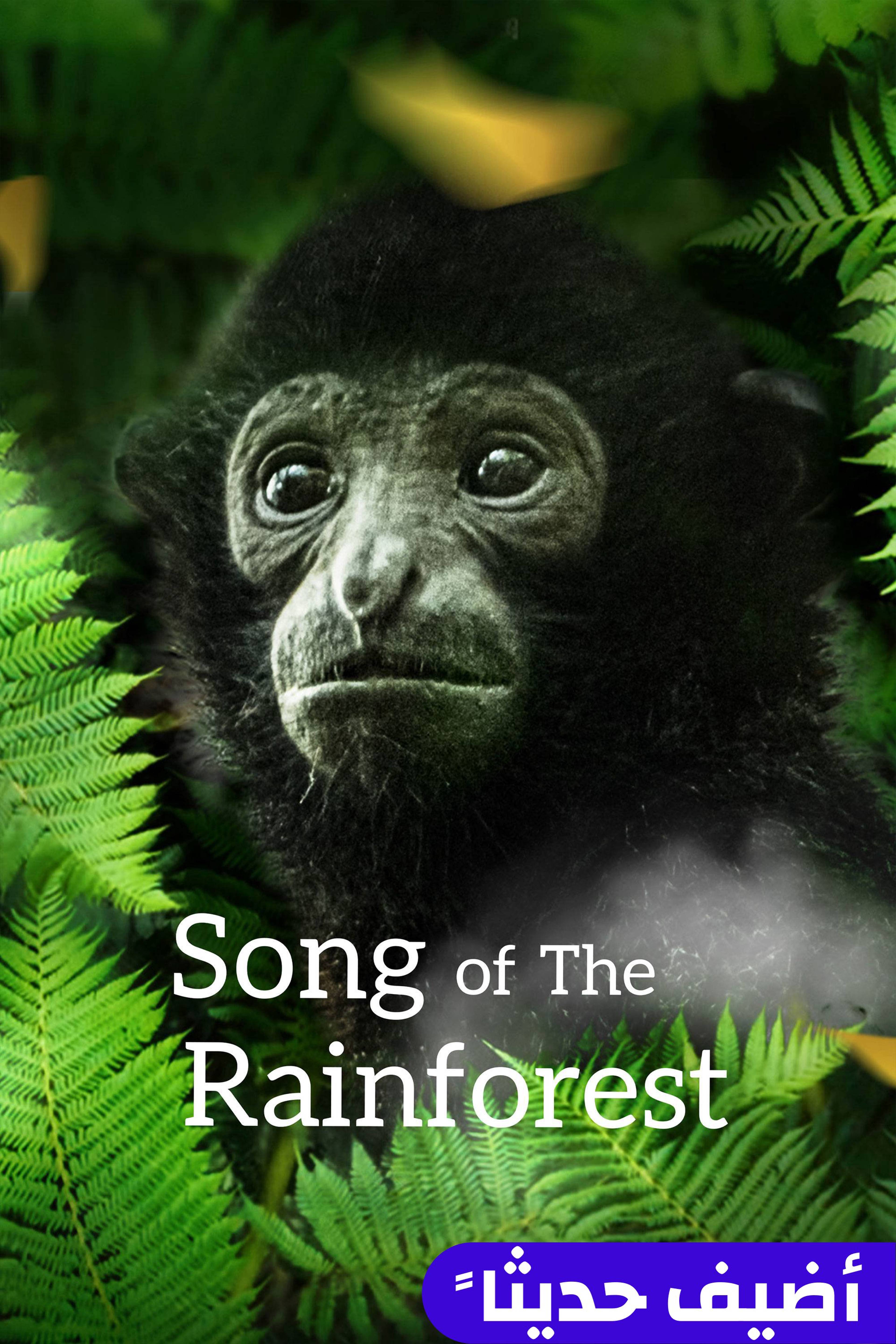 سونغ أوف ذا رينفورست