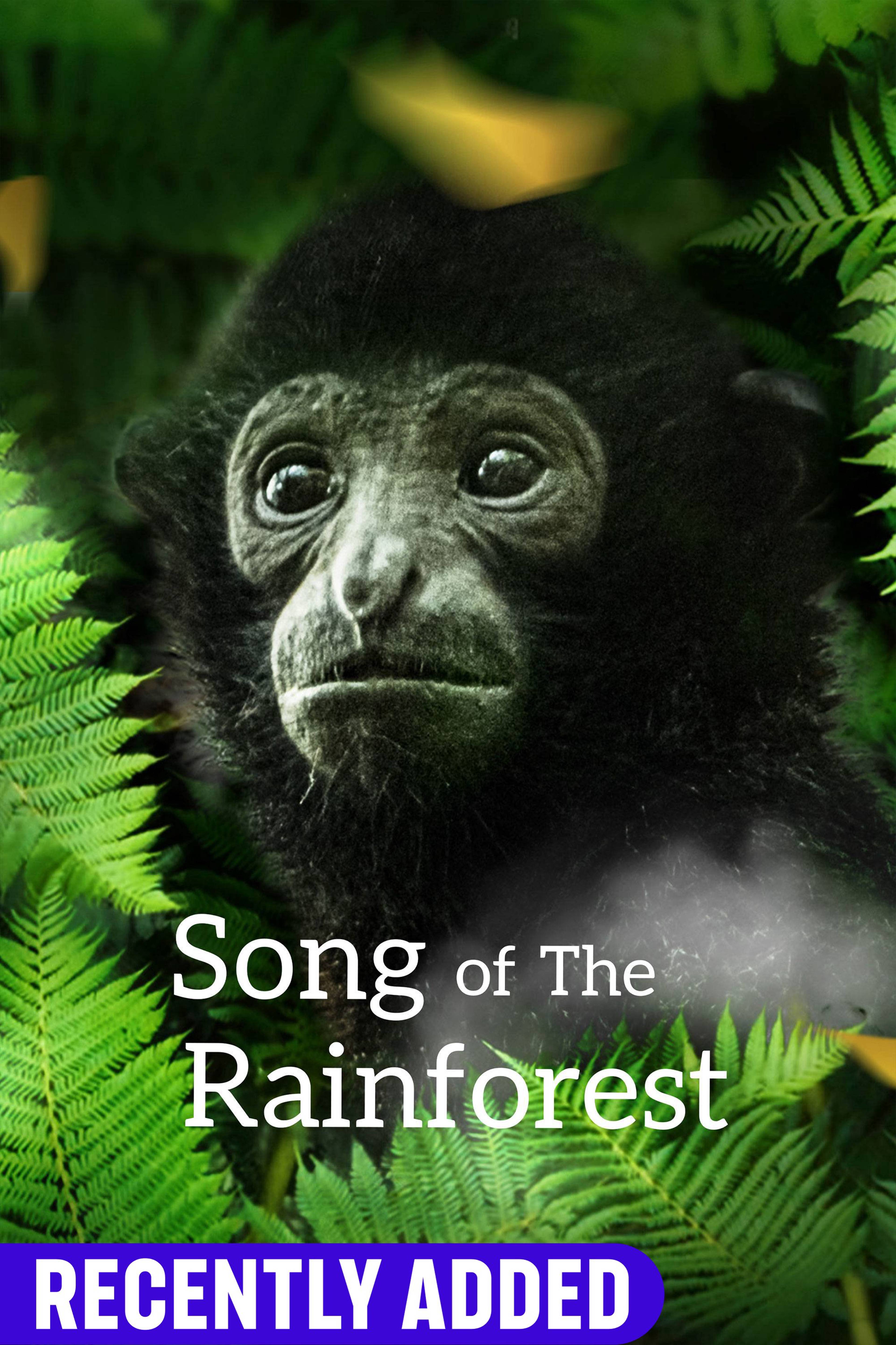 Song Of The Rainforest